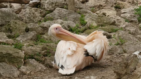 Pelicans Stock Footage 345578074