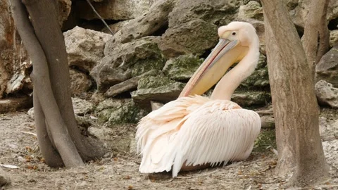 Pelicans Stock Footage 345578075