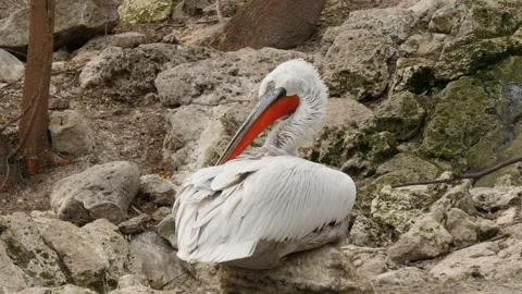 Pelicans Stock Footage 345578128
