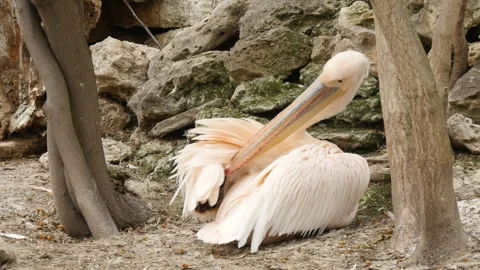 Pelicans Stock Footage 345578131