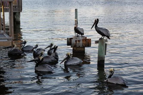 Pelicans Gathering Stock Photos