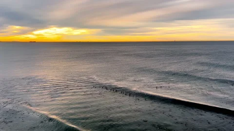 Pelicans Glide The Surf At Sunrise Stock Footage 170338429