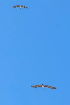 Pelicans gliding in a cloudless sky Stock Photos