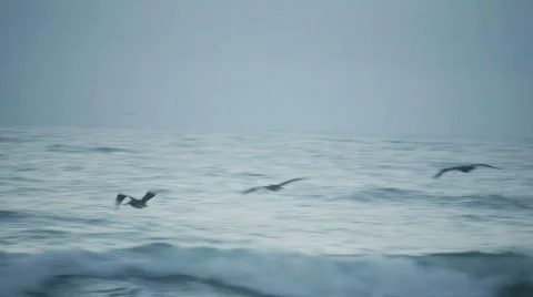 Pelicans gliding over waves Vídeo Stock 848099