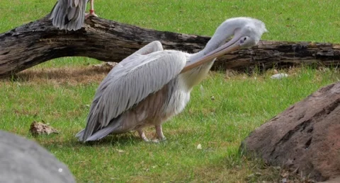 Pelicans on grass cleaning itself Stock Footage 236436830