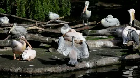 Pelicans gray Video stock 20612077