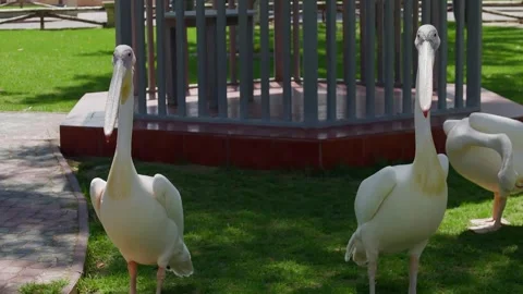 Pelicans grazing in enclosure, static wide shot, zoo habitat Stock Footage 345700745