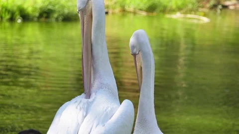 Pelicans grooming close up. Stock Footage 136135656