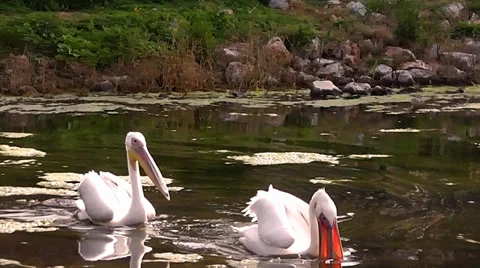 Pelicans Having Fish on the Lake Stock Footage 35871374