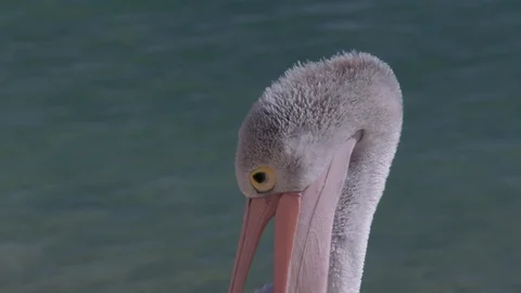 Pelican's head and ocean background Stock Footage 90771806