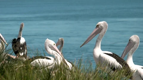 Pelicans interacting with each other medium shot Stock Footage 96085808