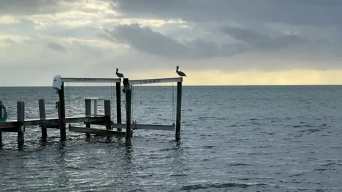 Pelicans in Islamorada Stock Footage 254910280