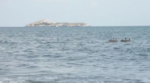Pelicans Island 2 Stock Footage 60032545