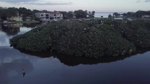 Pelican's Island 動画素材 244250847