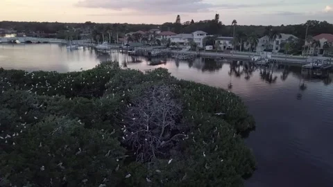 Pelican's Island 動画素材 244251051