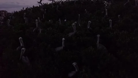 Pelican's Island 動画素材 244251065