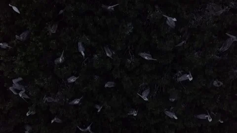 Pelican's Island 動画素材 244251086