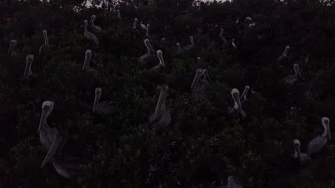 Pelican's Island 動画素材 244251118
