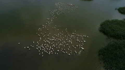 Pelicans on the lake 10 Stock Footage 105706176