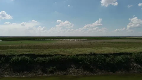 Pelicans on the lake 2 Stock Footage 105707026