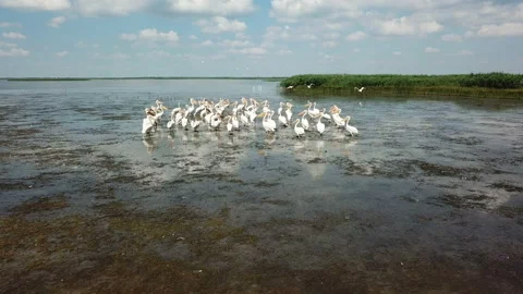 Pelicans on the lake 4 Stock Footage 105708118