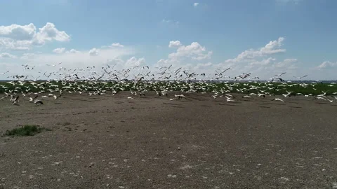 Pelicans on the lake 5 Stock Footage 105708210