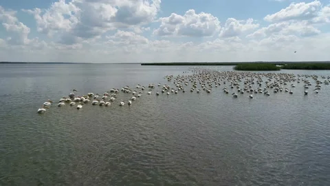 Pelicans on the lake 7 Stock Footage 105708923