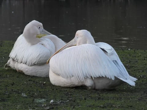 Pelicans on the lake. Stock Footage 73251409
