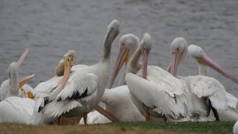 Pelicans by a lake Stock Footage 103325620