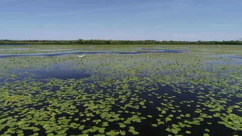 Pelicans on the lake Stock Footage 105705369