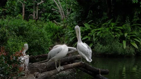 Pelicans on a lake Stock Footage 170348264