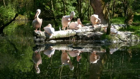 Pelicans on lake Stock Footage 244215094