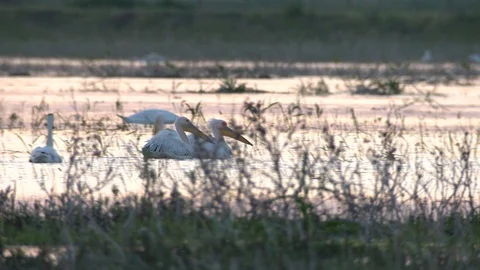 Pelicans in line Stock Footage 91388387
