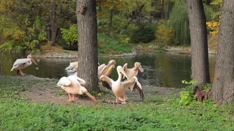 Pelicans Looking In Grass And Go Stock Footage 48697862