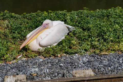 Pelicans lying in the grass Stock Photos