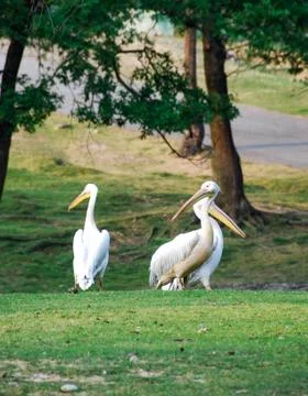 Pelicans in a meadow Stock Photos