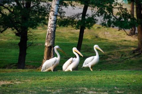 Pelicans in a meadow Stock Photos