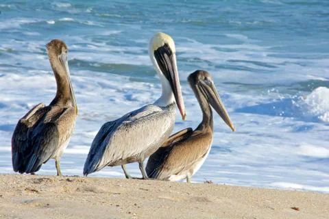 Pelicans melbourne beach fla Stock Photos