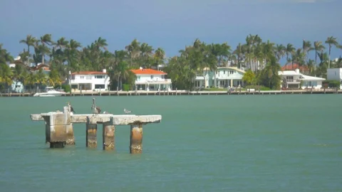 Pelicans Off Miami Beach 스톡 동영상 89415767
