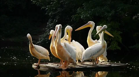 Pelicans on the moving float Stock Footage 8606737