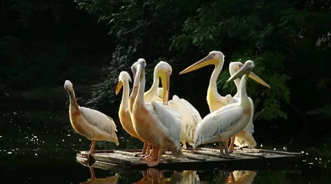 Pelicans on the moving float Stock Footage 10820379