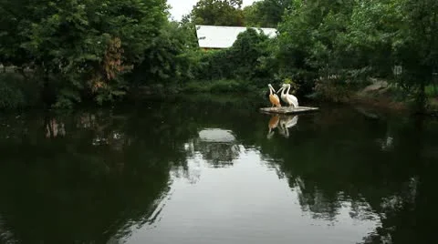 Pelicans on the moving float (long shot) Stock-Footage 10552719