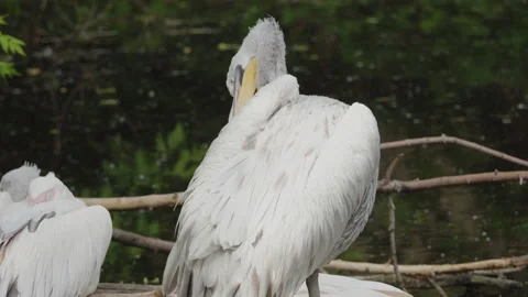 Pelicans in the nest on the pond Stock Footage 158804154