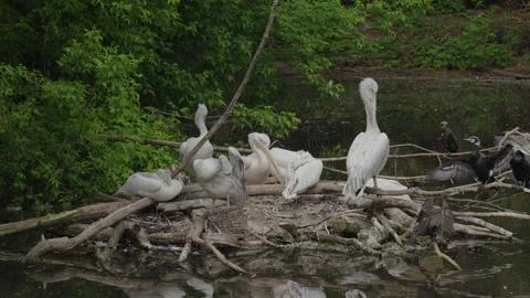 Pelicans in the nest on the pond Video stock 158838878