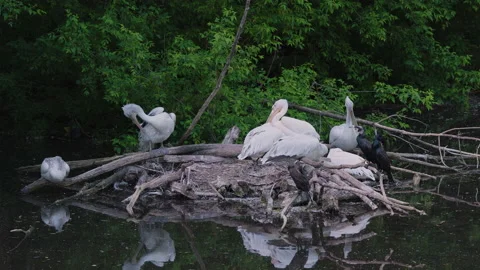 Pelicans in the nest on the pond Video stock 158918306