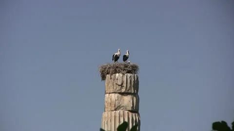 Pelicans nesting on top of column Video stock 22098947