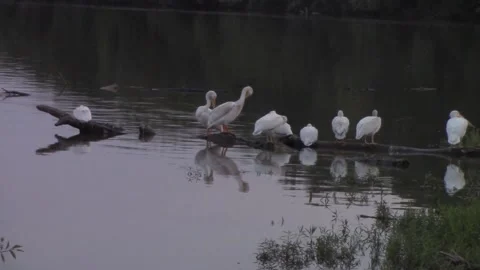 Pelicans no sound Stock Footage 168356379