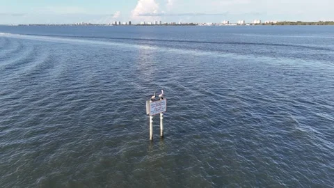 Pelican's observing from a distance Stock Footage 331167205