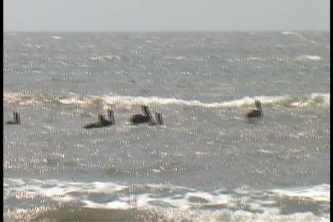Pelicans in the ocean Stock Footage 1000427