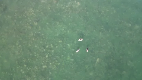 Pelicans in the ocean Stock Footage 223757727